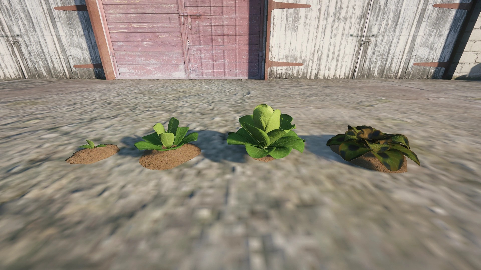 Farm Props: Leafy Greens & Herbs - 3
