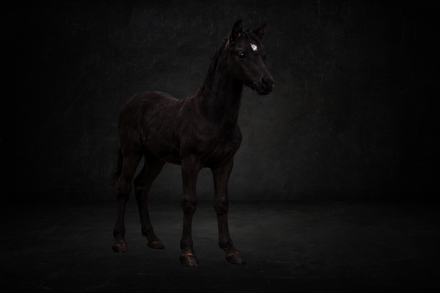Poulain (Monture 1 place ) ( perma )