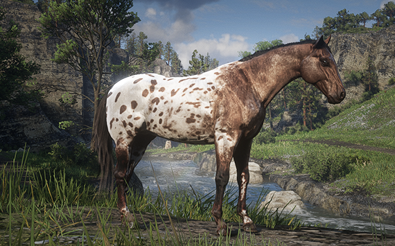 Appaloosa Brown Leopard - Macho
