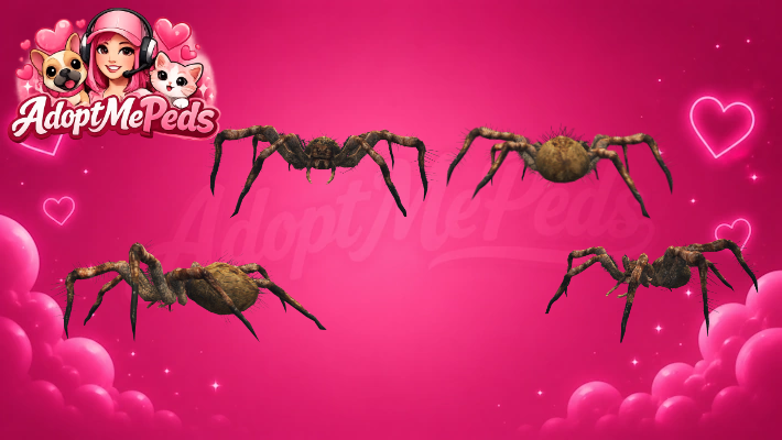Spider