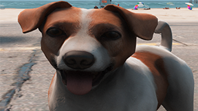 [DOG] Jack Russel