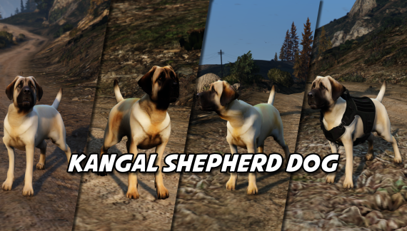 Kangal Shepherd
