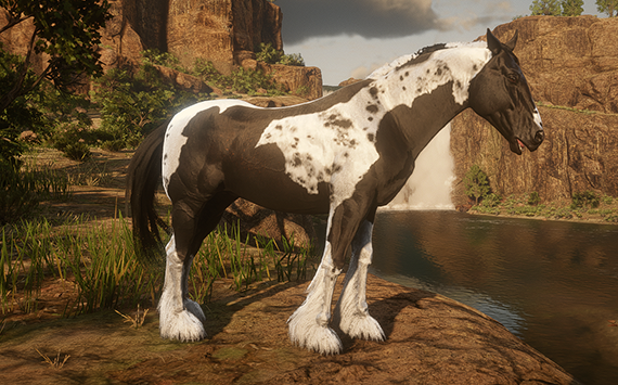 Haflinger Black- Macho