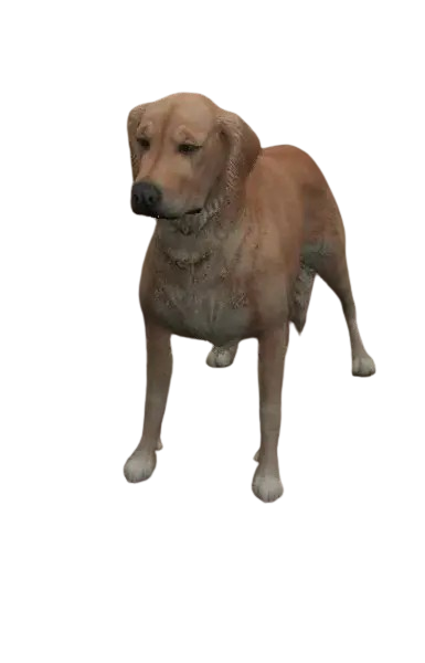 🐕 HUISDIER RETRIEVER