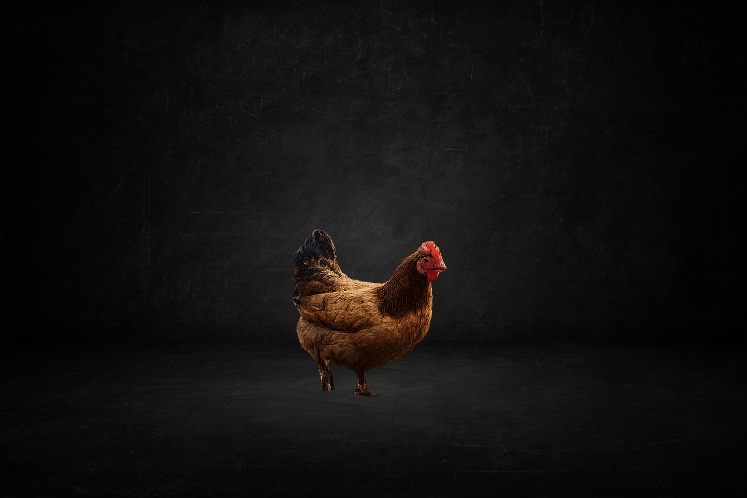Poule ( survie )