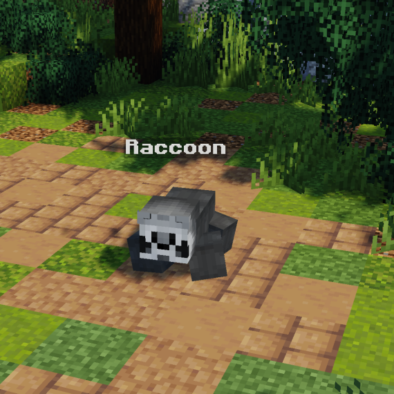 Raccoon Pet
