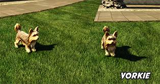 Yorkie