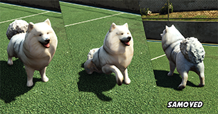 Samoyed