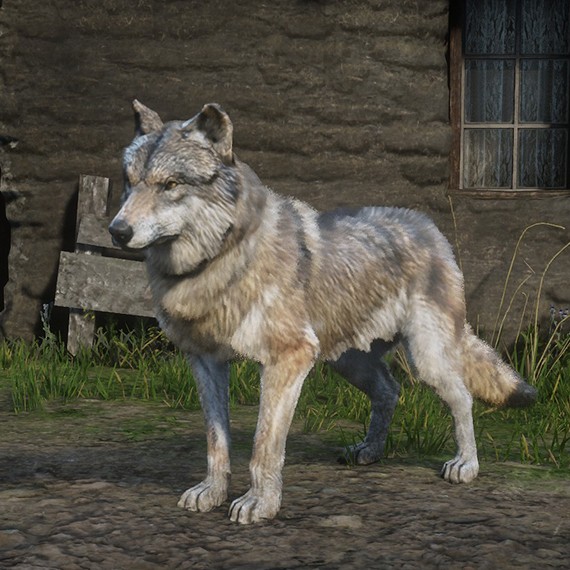 Loup moyen