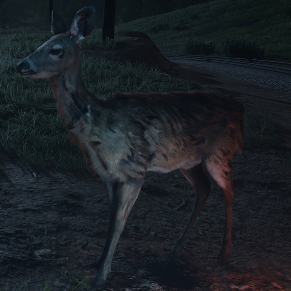 Biche de Virginie