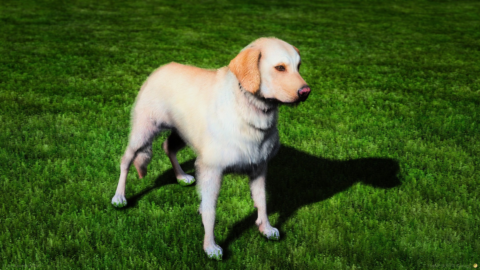 Golden Labrador Retriever Police K9