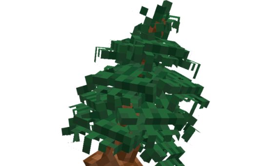 Spruce Tree