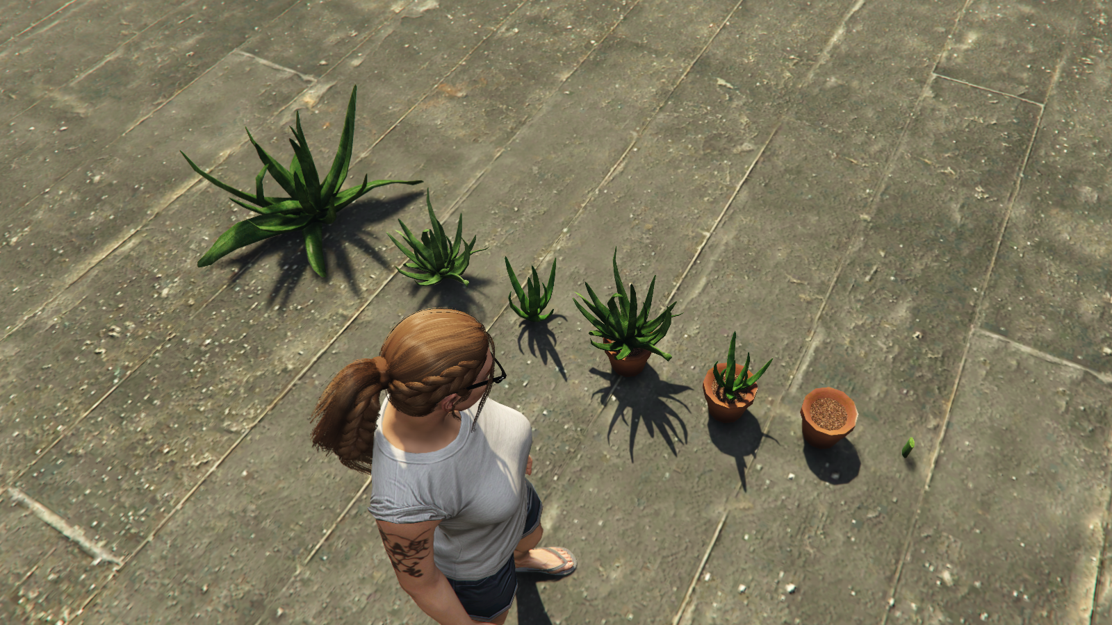 Aloe Vera