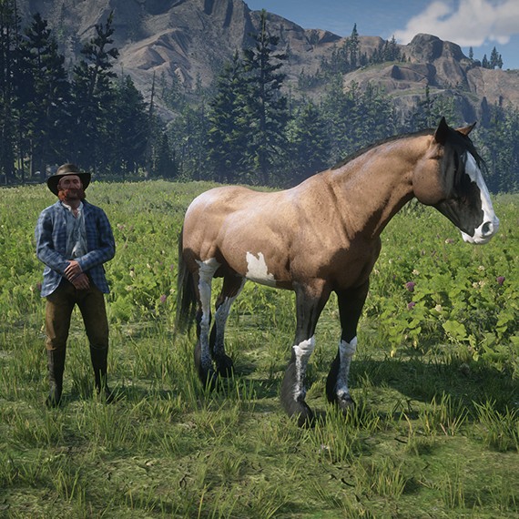 Clydesdale - Bai