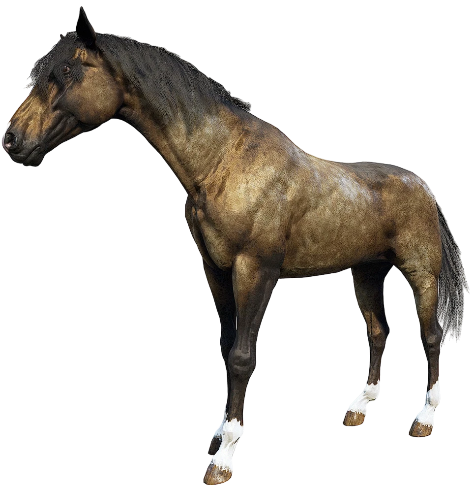 Gold Dapple Turkoman
