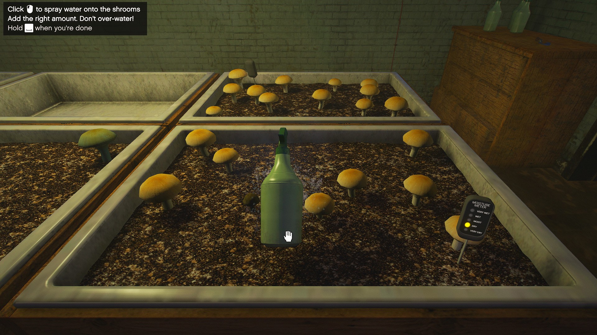 Shrooms Cultivation