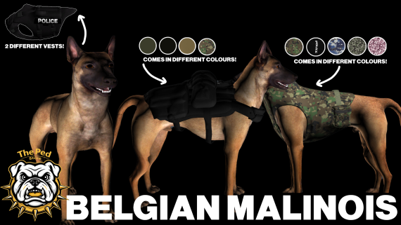 Belgian Malinois (PD Version)