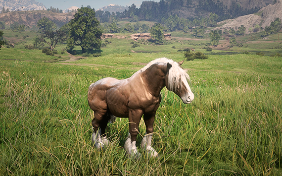 Breton Brown  Poney - Femea