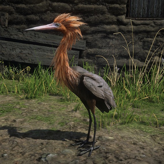 Aigrette