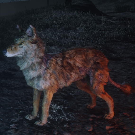 Coyote