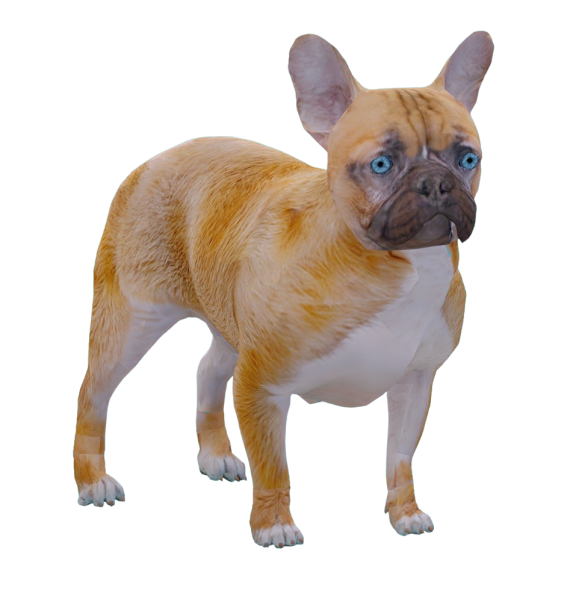 Bulldog
