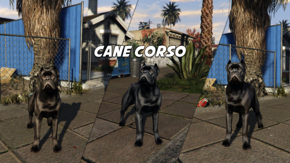 Cane Corso (Regular + XL)