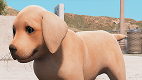 [DOG] [PUPPY] Puppy Golden Retriever