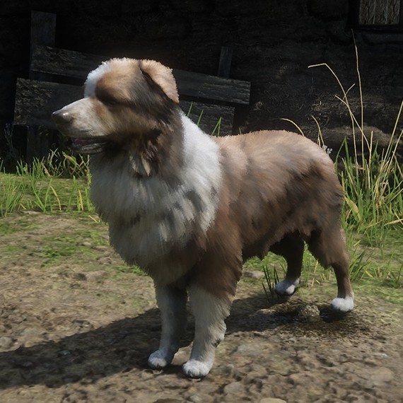 Border Collie