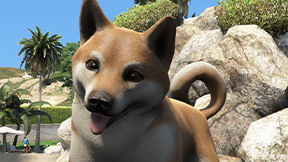 [DOG] Akita Inu