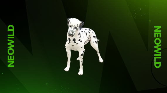 Dalmatian