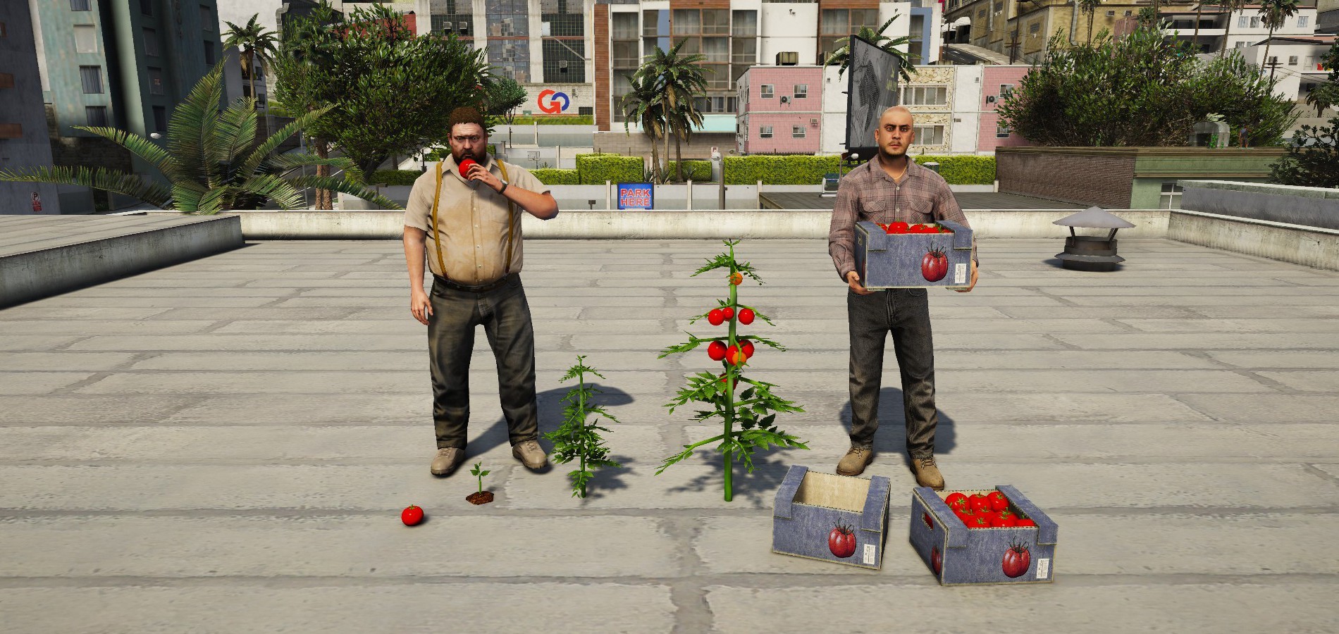 Tomatos