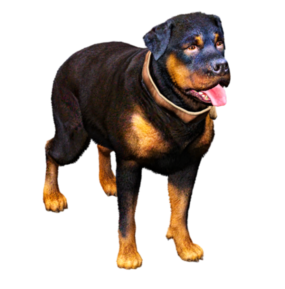 Rottweiler
