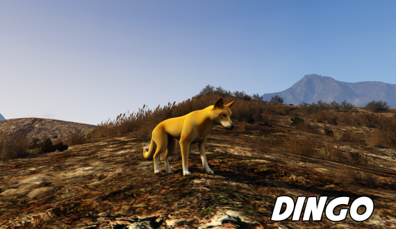 Dingo