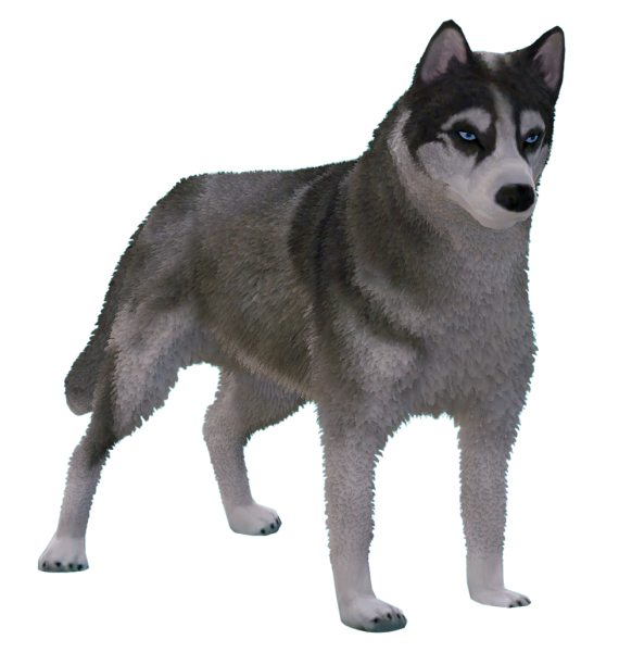 Siberian Husky