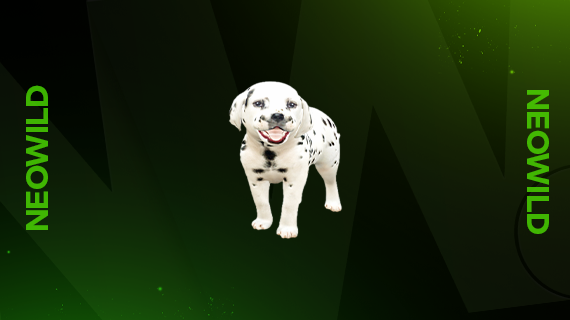Dalmatian Puppy