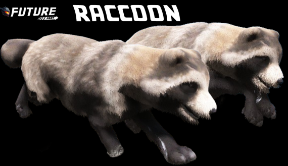 [ANIMAL] Raccoon