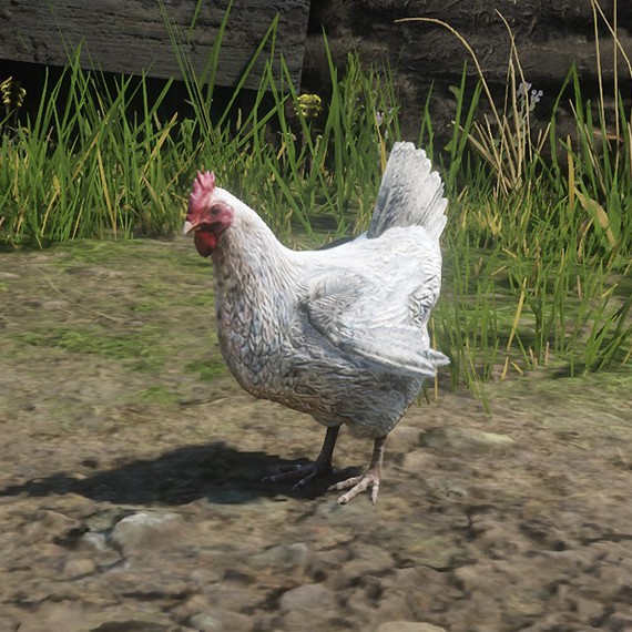 Poule