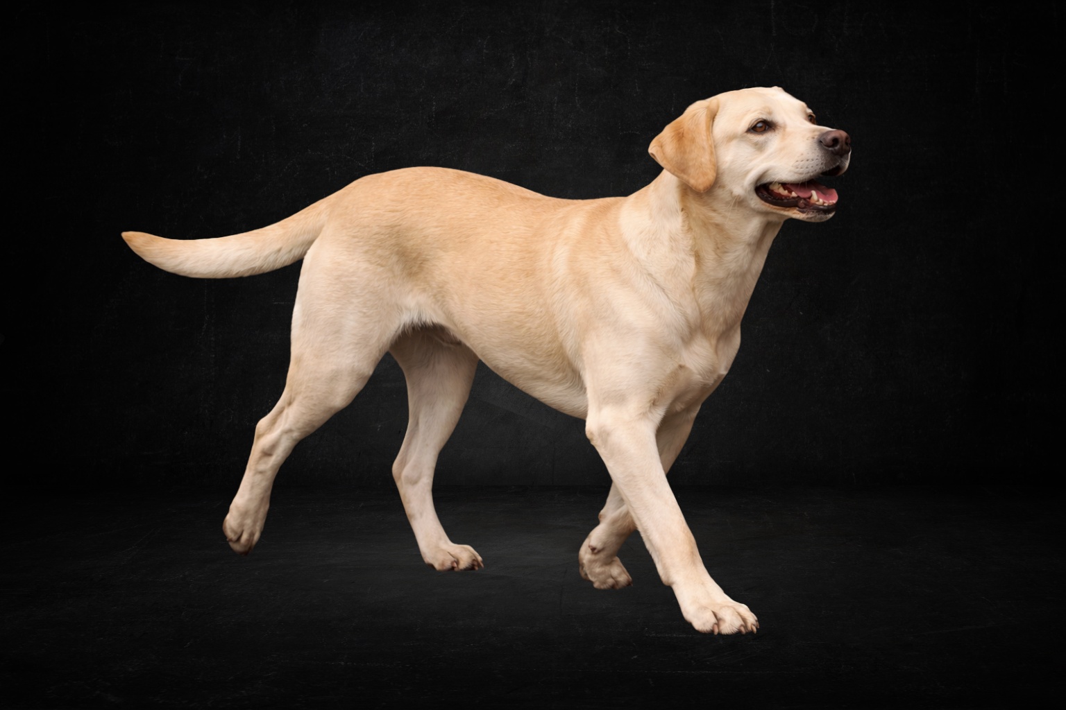 Labrador ( perma )