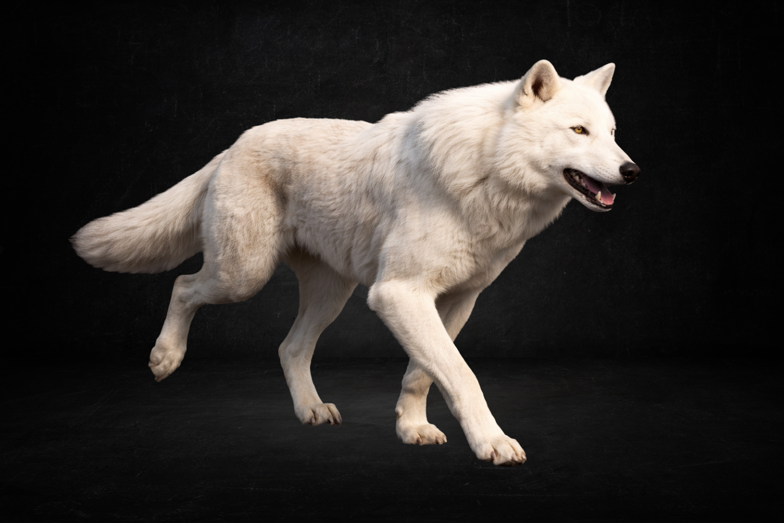 Loup blanc ( perma )