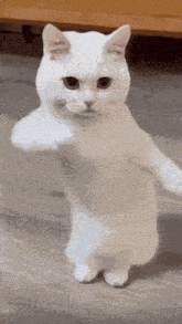 Happy Birthday Cat