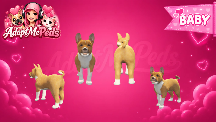 Basenji & Basenji Puppy