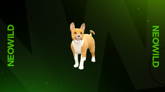 Basenji Puppy