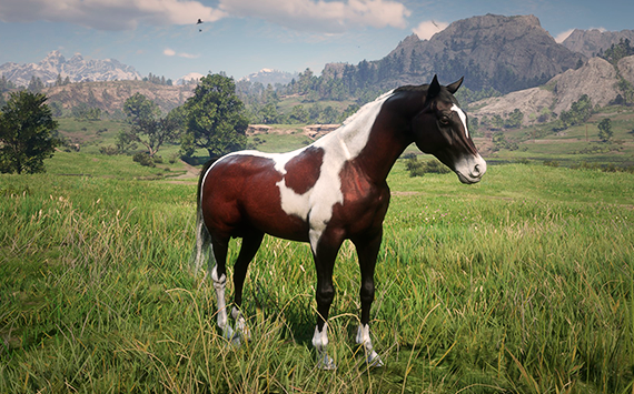 Kurdish Overo Dark Brown - Femea