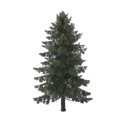 Pine Trees (x5)