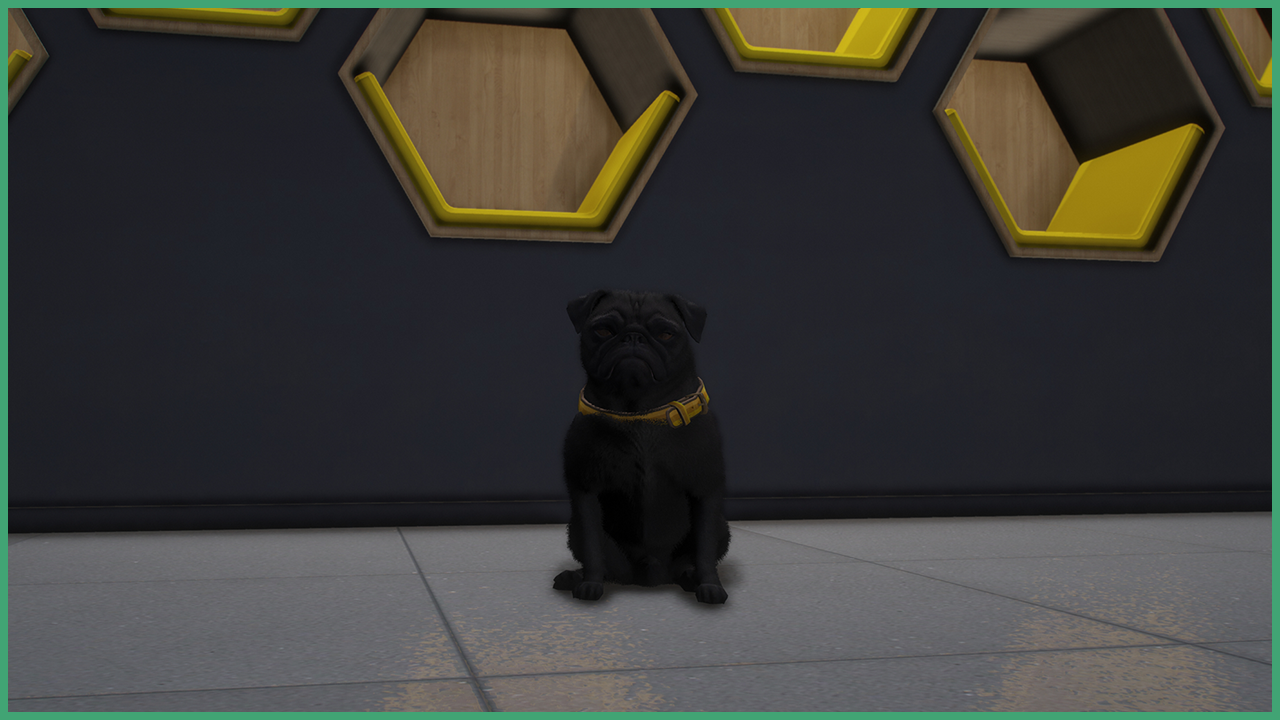 Black Pug
