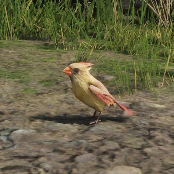Cardinal