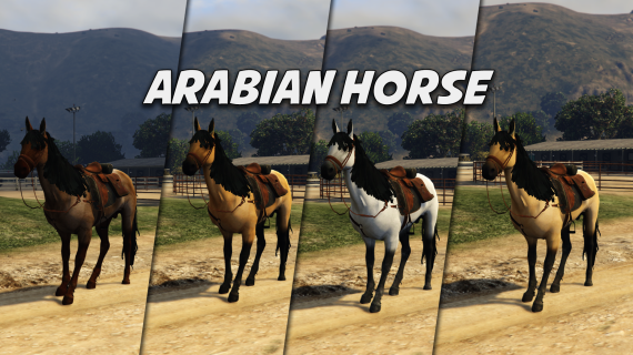 Arabian Horse