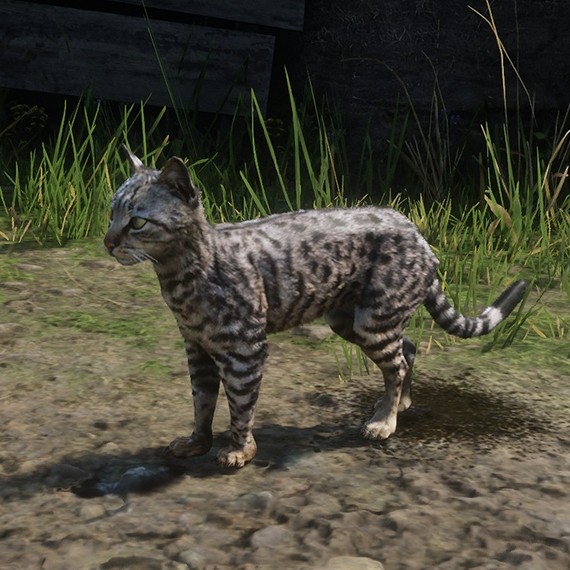 Chat Américain