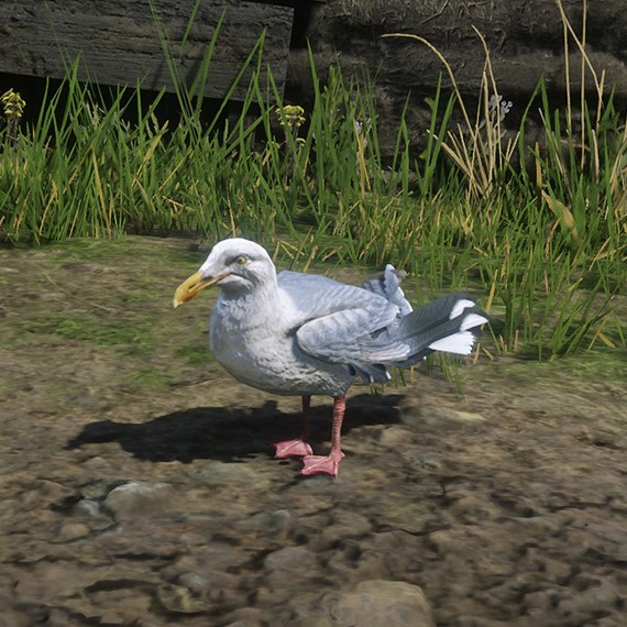 Mouette