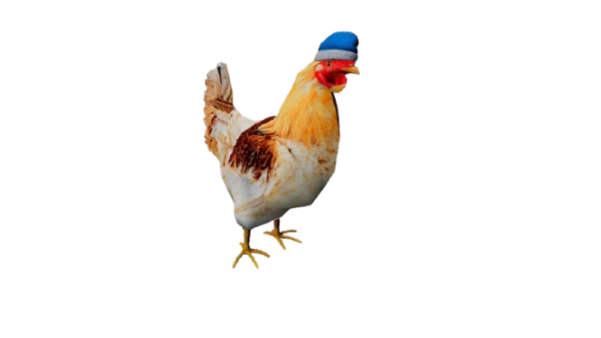 🐔 HUISDIER KIP